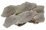 Fossil Crusher Shark (Ptychodus) Tooth Plate - Kansas #211741-1